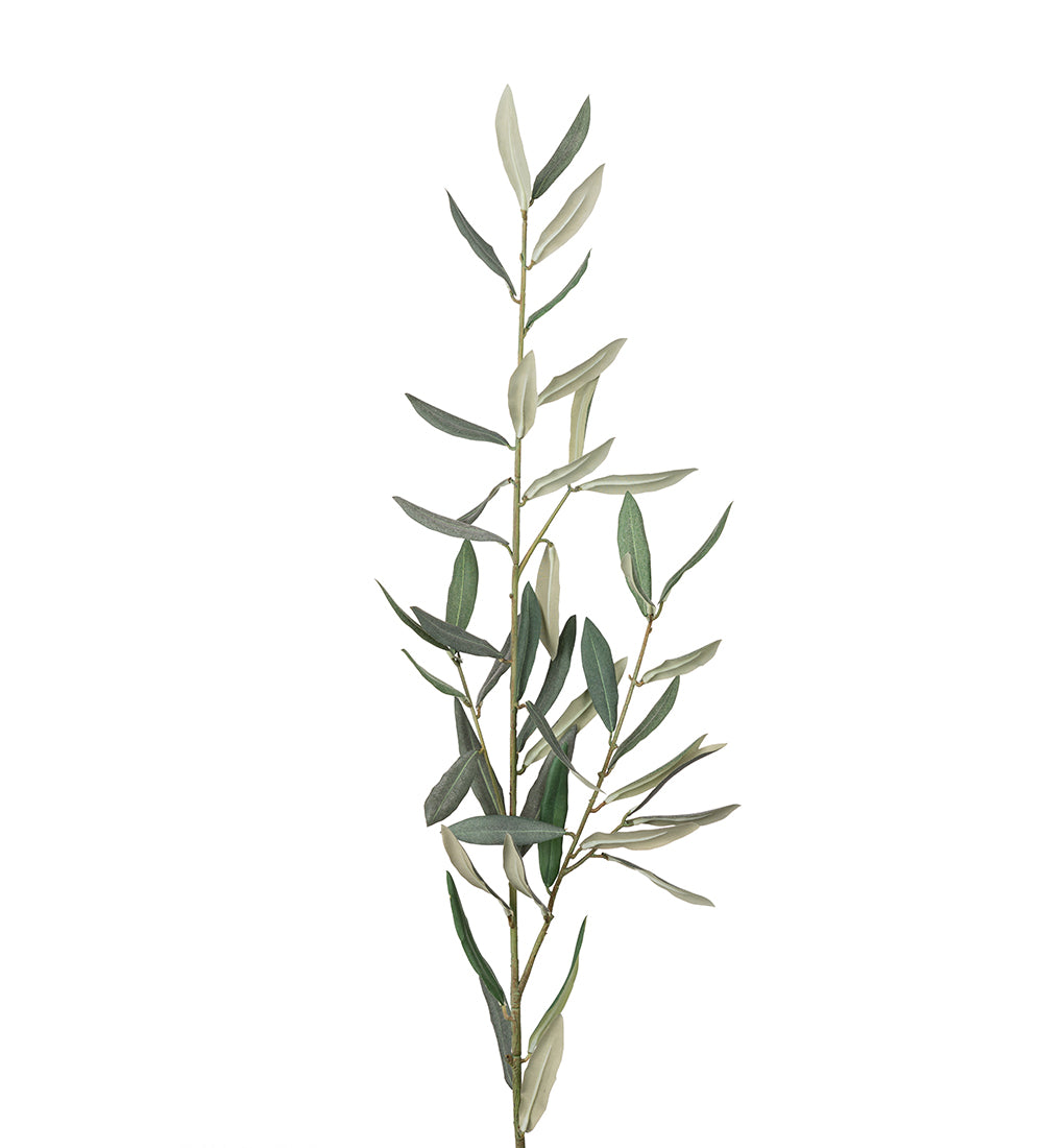Oliven kvist