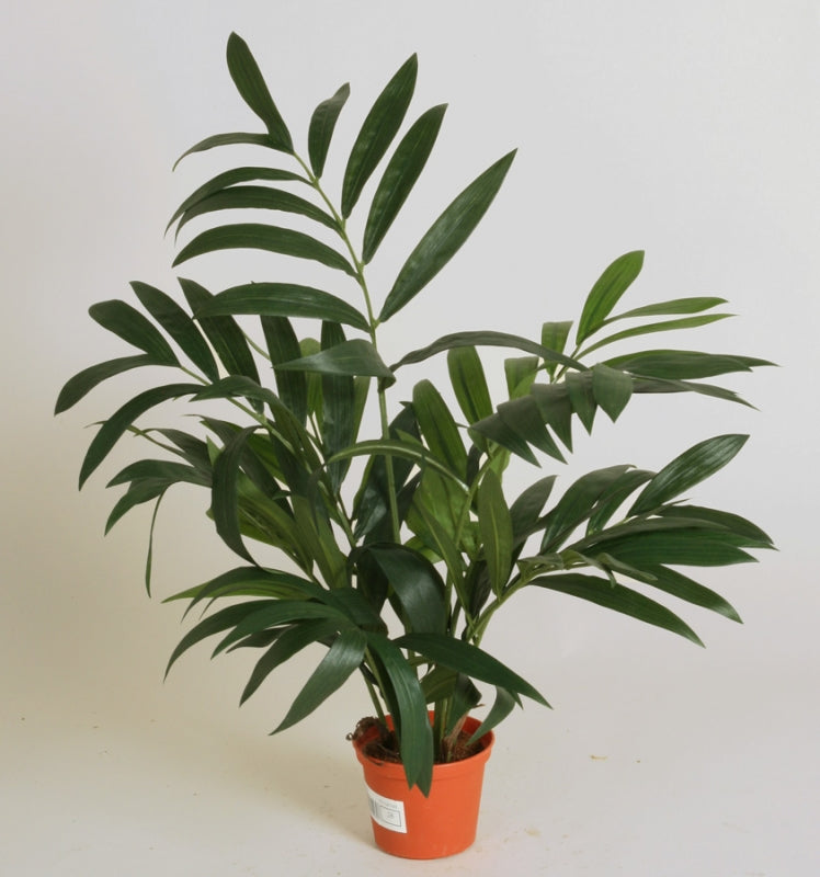 Kunstig plant -  Parlour palm - Mr.Plant