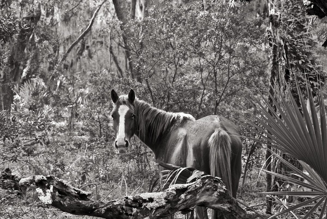 Wild Horses of Cumberland Island